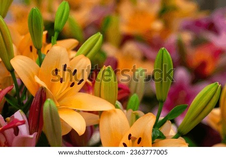 Multi-colored lily close-up on a bright light background