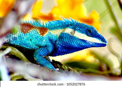 Multicolored lizard  in garden