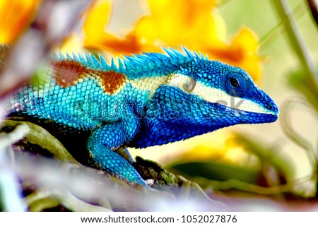 Multicolored lizard  in garden