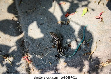 multi-colored lizard in the shadow