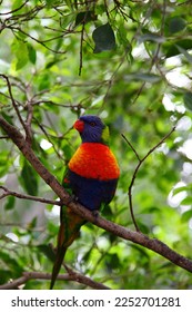 multicolored lorikeet female sitting on tree branches - Shutterstock ID 2252701281