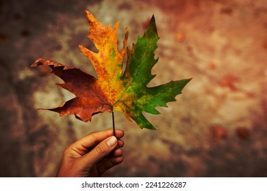Multicolored Maple Leaf in Hand of Girl. All Seasons in one Leaf of a Tree. Amazing Beauty of Autumn... - Powered by Shutterstock
