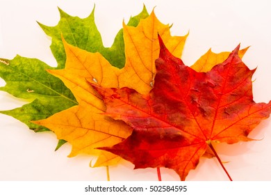 7,749 3 maple leaves Images, Stock Photos & Vectors | Shutterstock