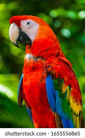A Multicolored McCaw Looking Left