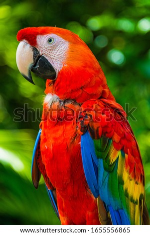 A Multicolored McCaw Looking Left