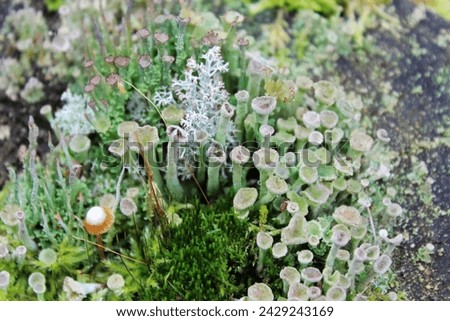 Multi-colored mosses and lichens of unusual shape on a stump in the forest close-up,blurred background, strange plants,lichens similar to corals, mystical appearance,selective focus, inedible mushroom