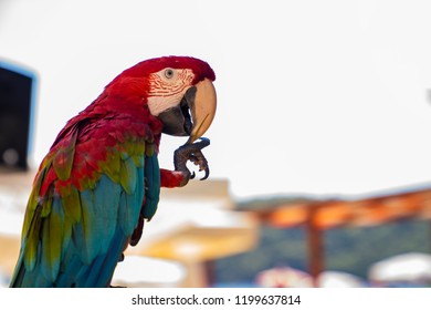 Multicolored parrot is playing with toothpick

