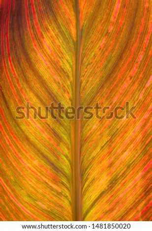 Similar – Foto Bild bunt gestreift Canna Blatt