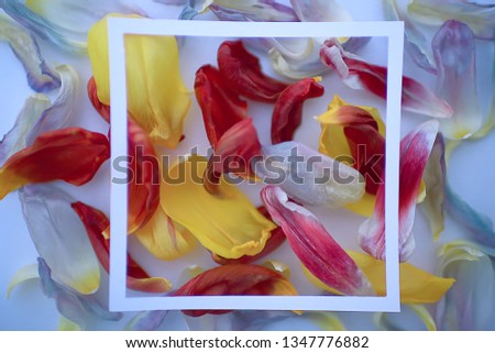 multicolored petals frame background / abstract spring background, flower field