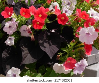 Multicolored Petunia flowers and black coleus leaves. Bright background of summer.
