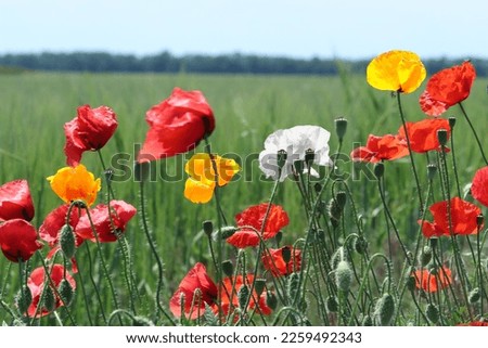 Multicolored poppies in the meadow. Red, yellow and white poppies. Digital composition.