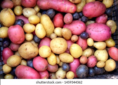 Multi-colored potatoes, purple potatoes, pink potatoes, potato harvest, close up, original vegetables, selective focus.