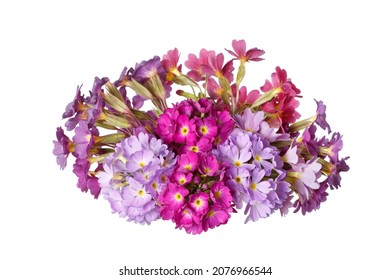 1,619 Primrose stem isolated Stock Photos, Images & Photography ...