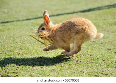 multicolored rabbit if straw collects for nest