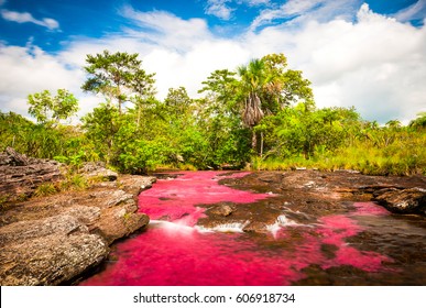 Multicolored River In Colombia, Cano Cristales