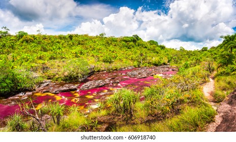 Multicolored River In Colombia, Cano Cristales