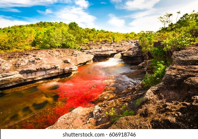 Multicolored River In Colombia, Cano Cristales