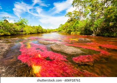 Multicolored River In Colombia, Cano Cristales