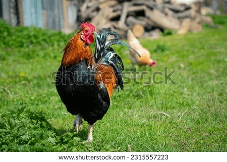 Similar – Image, Stock Photo Young cock on meadow