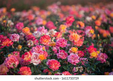 Multi-colored Rose Bushes Bloom In Field