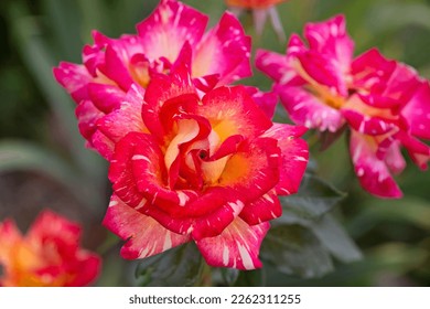 Multi-colored rose in a flower bed. Bright close-up photo of a bicolor rose. Lonely sentimental rose small unopened bloom in background - Powered by Shutterstock