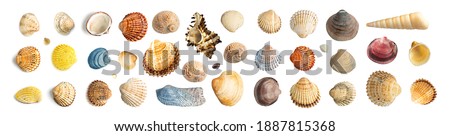 Multicolored Seashells Big Collection Isolated on White Background Top View. Set of Brown, Yellow and Grey Clam Mollusc Shells