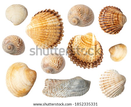 Multicolored Seashells Collection Isolated on White Background Top View. Set of Brown, Yellow and Grey Clam Mollusc Shells