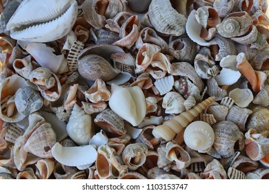 Mixed Sea Shells Path Road Background Stock Photo 1079124140 | Shutterstock