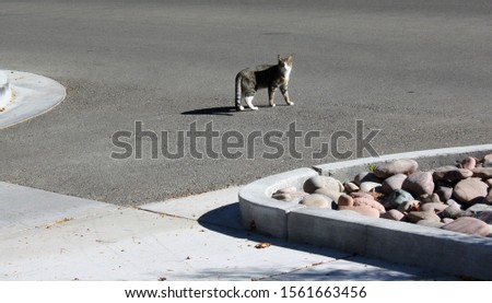 Similar – Image, Stock Photo kitten as murderer