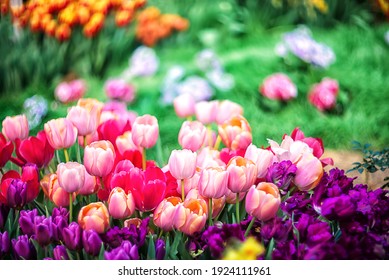 
Multicolored spring flowers - tulips with selective focus. Flower background