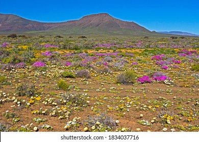 Multi-colored spring wildflowers in Tankwa Karoo with green mountains in background Northern Cape, South Africa