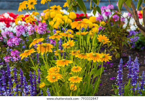 Multicolored Summer Flowers Victoria Known Garden Stock Photo