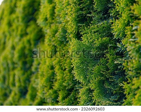 Multi-colored Thuja Cupressaceae shimmers in colors from green to yellow, the shades gradually turn into one another. Green textured backgrounds from coniferous plants