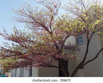 Multi-colored tree