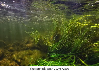 multicolored underwater landscape in the river, algae clear water, plants under water - Shutterstock ID 2129872202