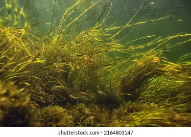 Multicolored Underwater Landscape River Algae Clear Stock Photo ...