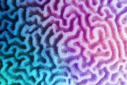 Fondo Abstracto De Degradado Violeta-azul Multicolor - Textura Orgánica Del Coral Cerebral Duro 