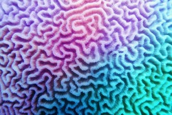 Fondo Abstracto De Degradado Violeta-azul Multicolor - Textura Orgánica Del Coral Cerebral Duro 