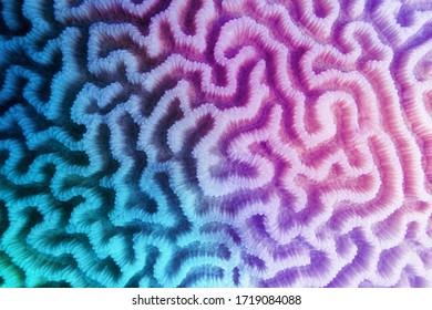 Multicolored violet- blue gradient abstract background - Organic texture of the hard brain coral 
