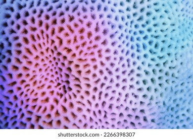 Arrière-plan abstrait multicolore violet-bleu - texture organique du corail dur  : photo de stock