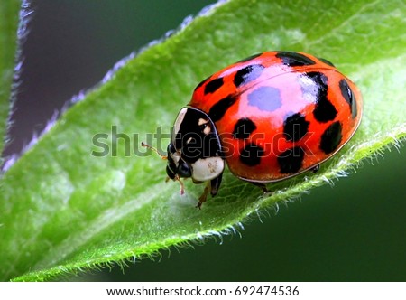 Multicoloured Asian Ladybird / Ladybug (Harmonia axyridis) walks on a leaf