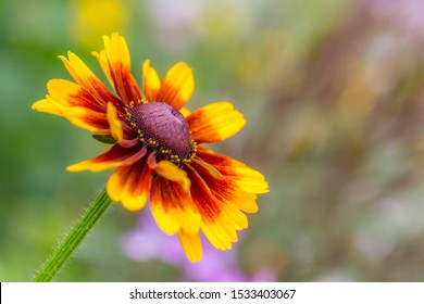 Multicoloured flower with open petals on a bright sunny day