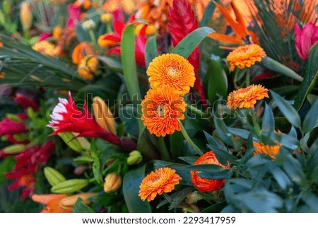 Multicoloured flowers with Orange gerberas in flower parade in  Holland.
