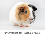 Multicoloured guinea pig - (Cavia porcellus) - popular household pet.