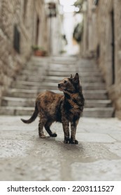 Multicoloured Homeless Stray Cat In Old Town Street Listed As UNESCO World Heritage Sites. Tourism And Traveling, Pets Care. It Was King's Landing, Capital Of Seven Kingdoms In Show Game Of Thrones.