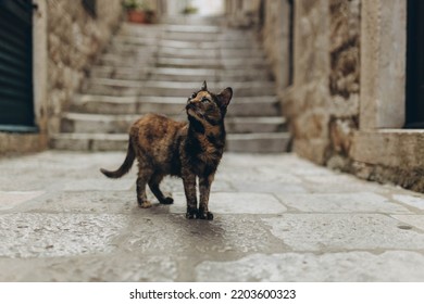 Multicoloured Homeless Stray Cat In Old Town Street Listed As UNESCO World Heritage Sites. Tourism And Traveling, Pets Care. It Was King's Landing, Capital Of Seven Kingdoms In Show Game Of Thrones.