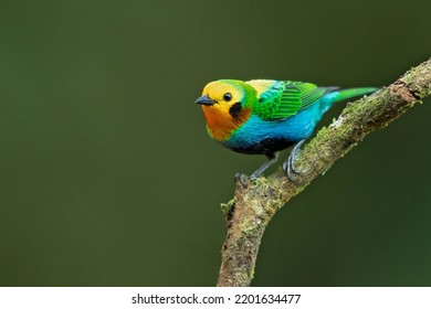 Multicoloured Tanager (Chlorochrysa Nitidissima) Is A Species Of Bird In The Family Thraupidae. It Is Endemic To The Mountains Of Colombia, And As Of 2010 Has Been Categorized As Vulnerable 