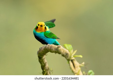 Multicoloured Tanager (Chlorochrysa Nitidissima) Is A Species Of Bird In The Family Thraupidae. It Is Endemic To The Mountains Of Colombia, And As Of 2010 Has Been Categorized As Vulnerable 