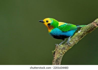 Multicoloured Tanager (Chlorochrysa Nitidissima) Is A Species Of Bird In The Family Thraupidae. It Is Endemic To The Mountains Of Colombia, And As Of 2010 Has Been Categorized As Vulnerable 