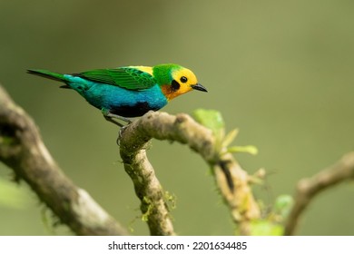 Multicoloured Tanager (Chlorochrysa Nitidissima) Is A Species Of Bird In The Family Thraupidae. It Is Endemic To The Mountains Of Colombia, And As Of 2010 Has Been Categorized As Vulnerable 